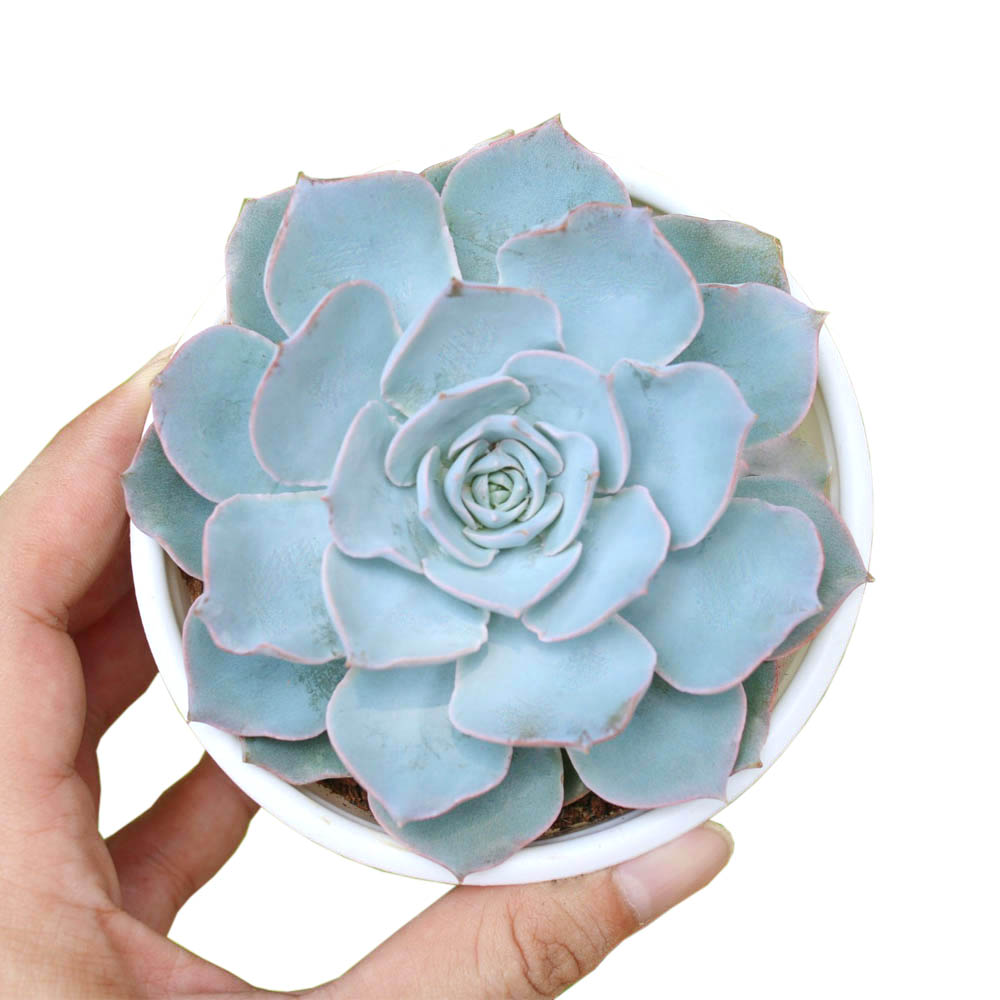 SEN ĐÁ ĐÀ LẠT RANDOM SIZE BÉ 🌇 (1 cây, mua nhiều chọn khác loại tối đa 12 loại) ❤️ HƯ 1 ĐỔI 1