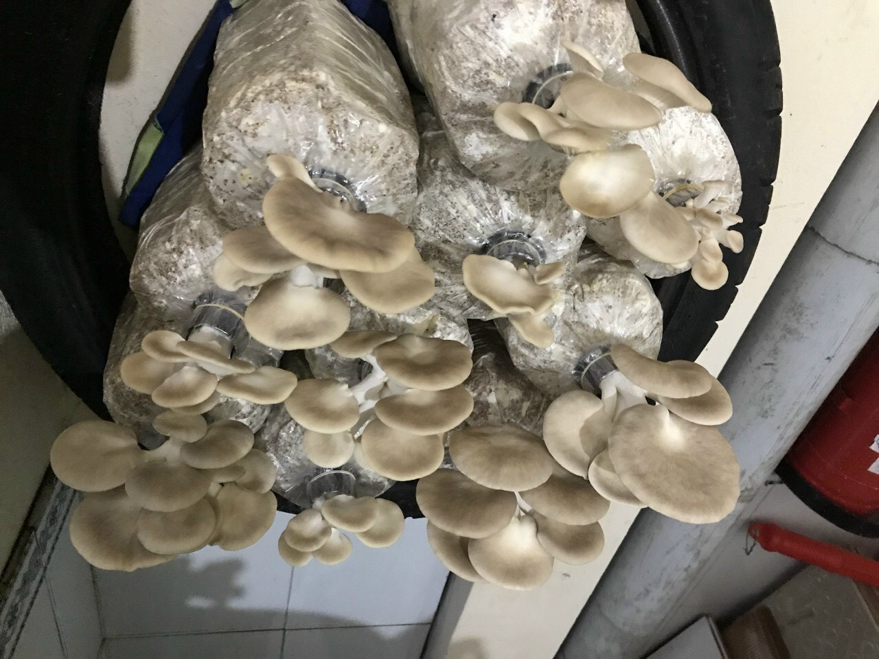 Phôi Nấm Bào Ngư Xám (4 Phôi) [Thế Giới Nấm - Cantho Fresh Food]