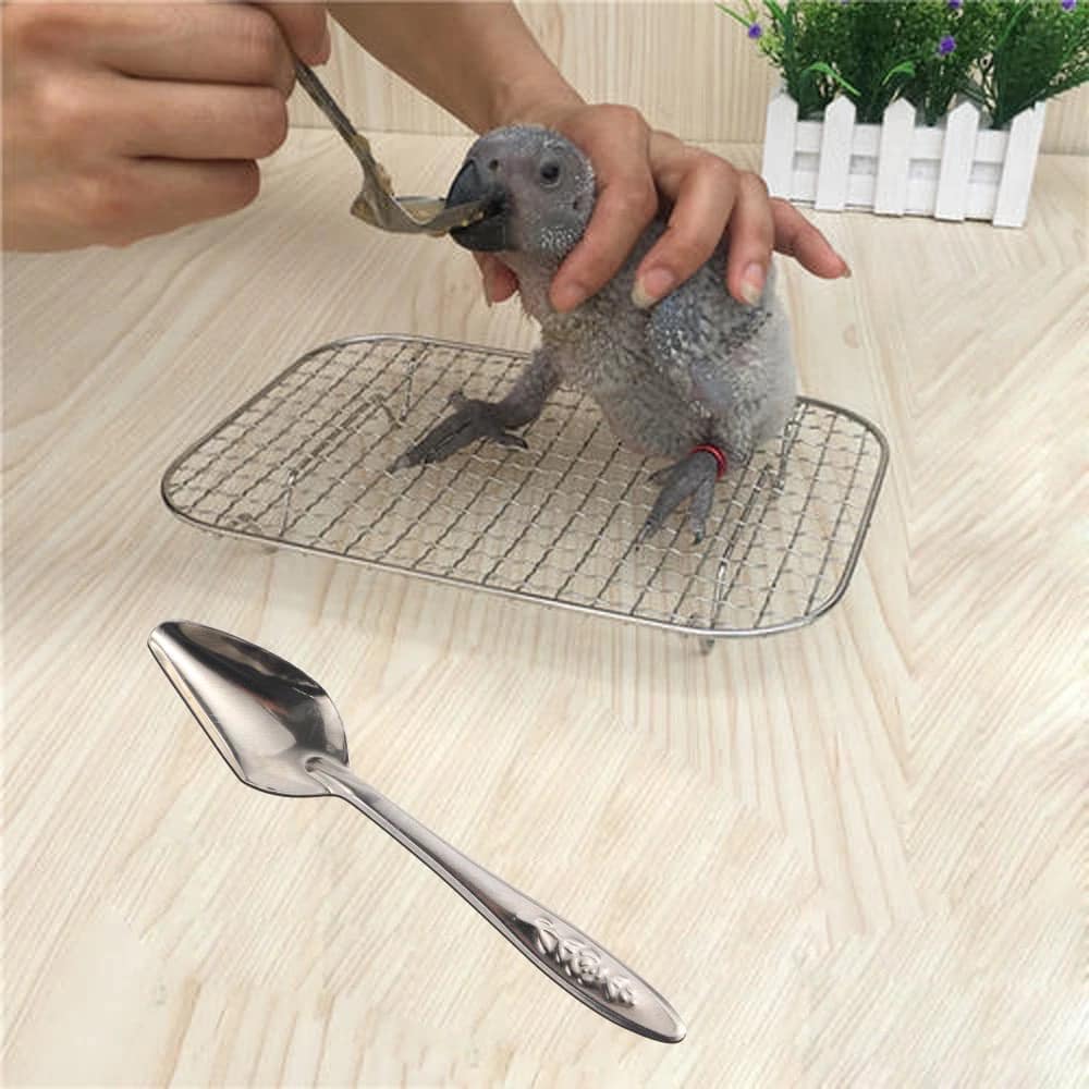 Muỗng đút bột cho vẹt con