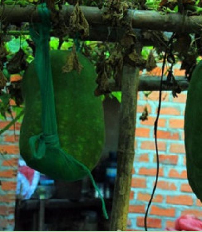 " Gói 5 "Hạt Giống Bí Đao Khổng Lồ [Seeds]