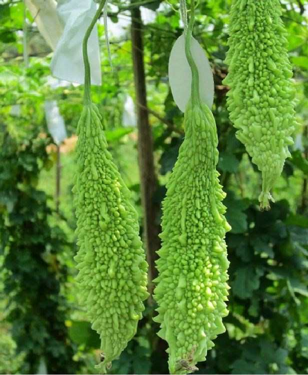 Hạt giống khổ qua gai xanh F1 - gói 10 hạt