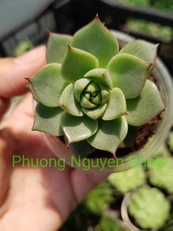 Sen Đá Bông Hồng Lửa