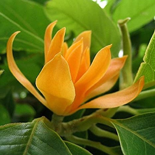 CÂY HOA NGỌC LAN VÀNG
