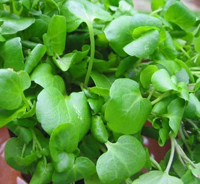 Hạt giống Xà Lách XOONG MỸ