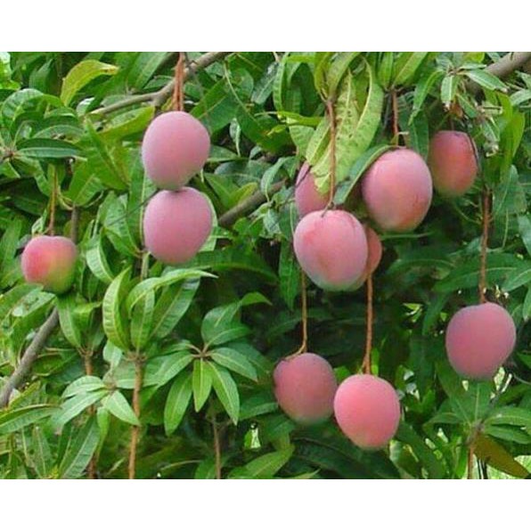 [FREESHIP - Xả Khô Máu] Giống xoài tím mã lai