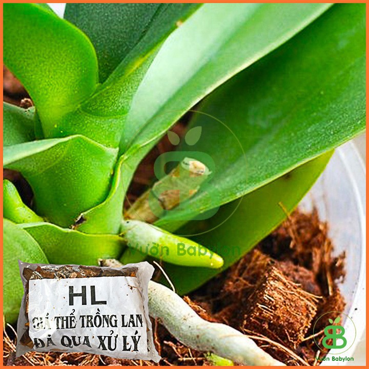 Xơ Dừa Cắt Miếng  Đã Qua Xử Lý