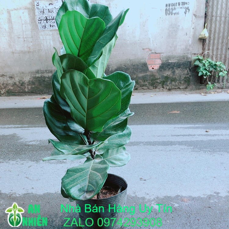 Cây Bàng Singapore 90cm