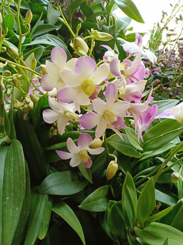 hoa lan denro đủ màu
