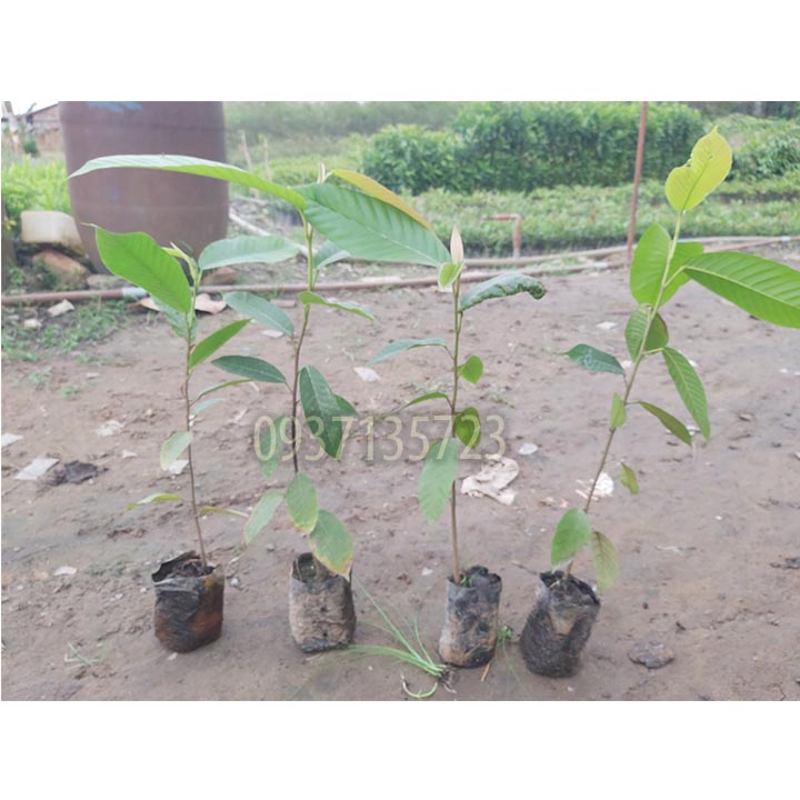 [HCM]COMBO 5 CÂY DẦU -CÂY GIỐNG