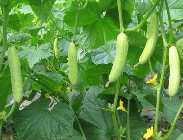 Hạt Giống Dưa Chuột Trắng