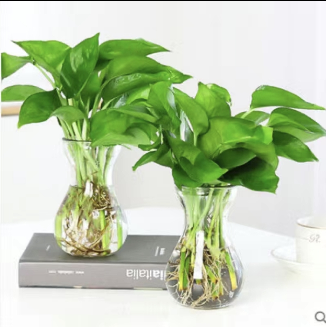 Bình thuỷ tinh cắm hoa decor