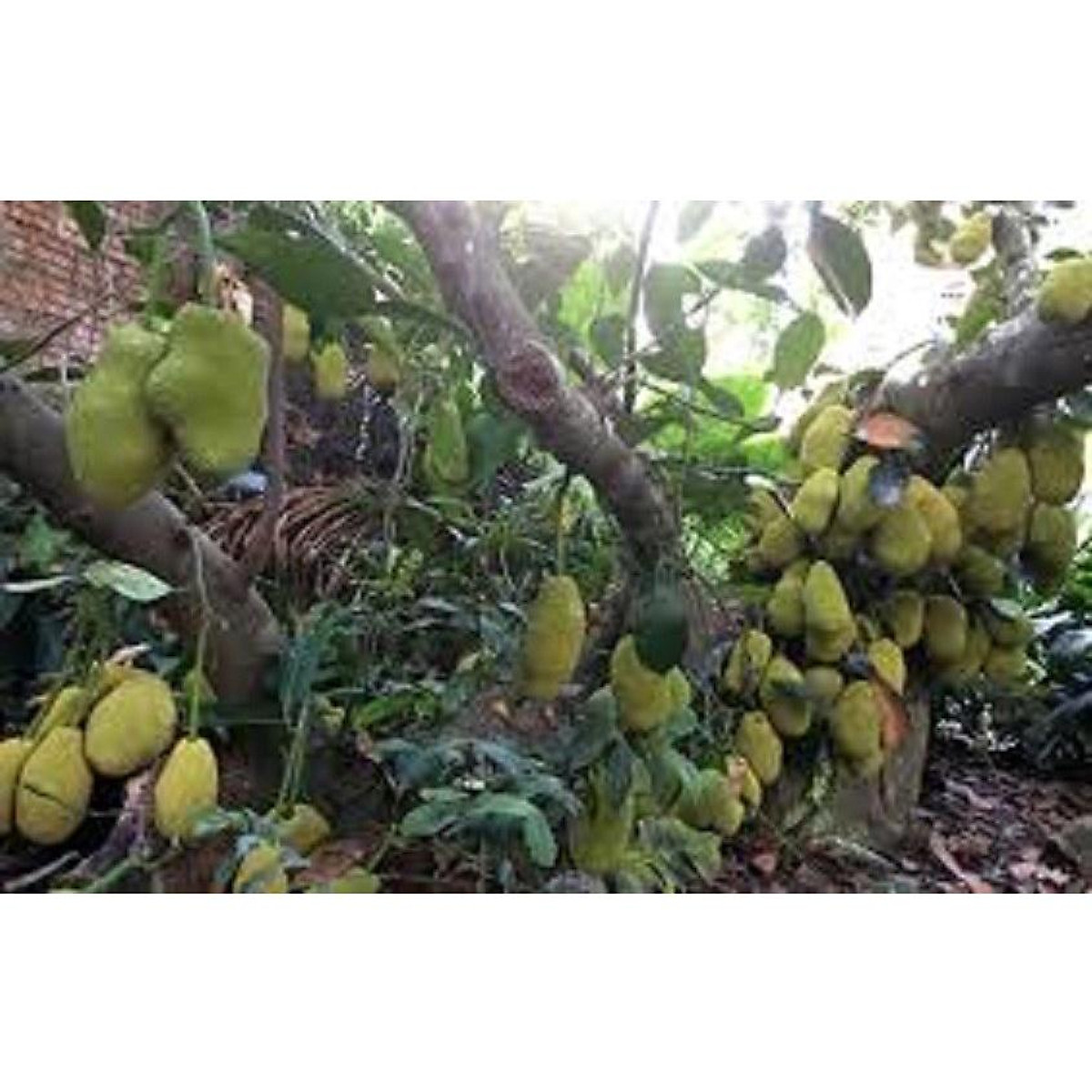 CÂY GIỐNG MÍT TỐ NỮ