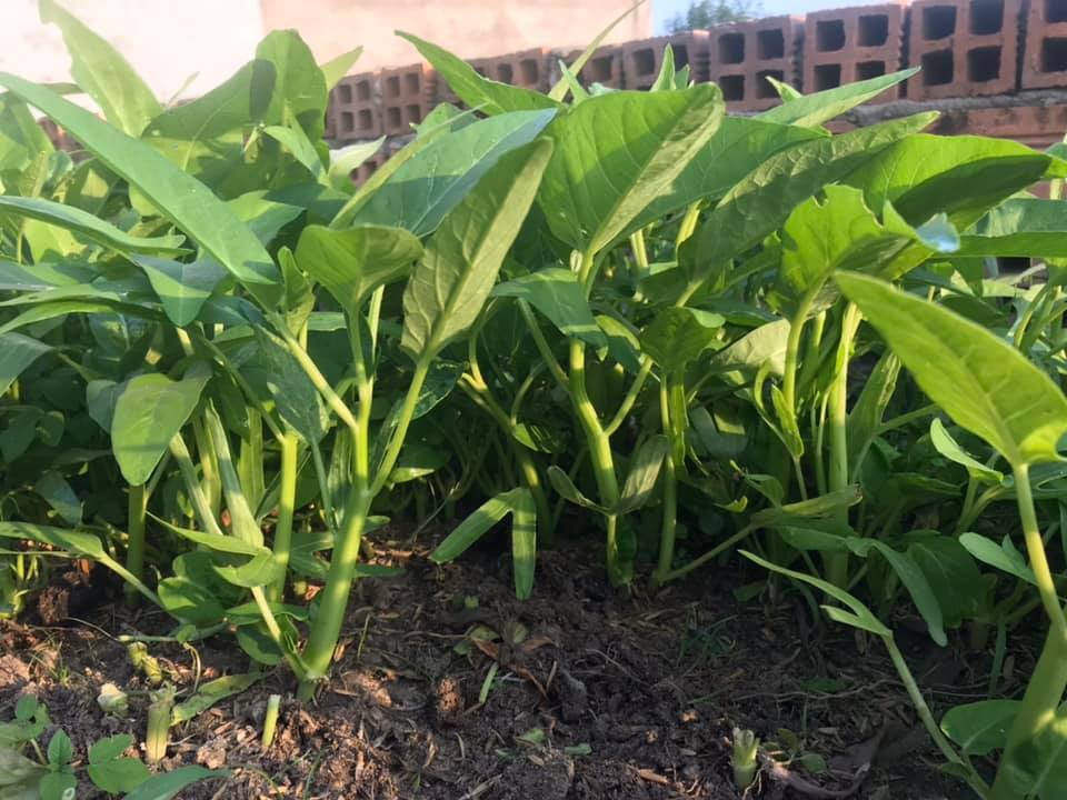 [HCM]50g Hạt giống rau muống lá lớn