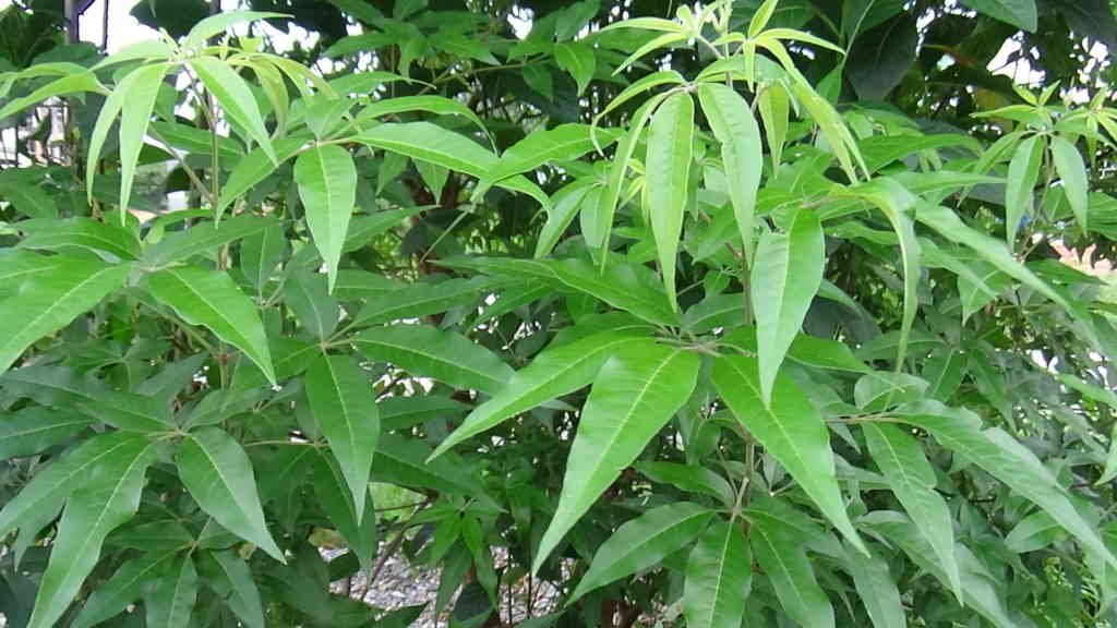 Cây ngũ trảo phơi khô tự nhiên lá xông giải cảm
