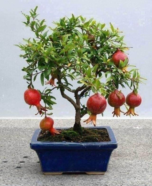 Cây giống lựu đỏ ai cập thích hợp trồng chậu
