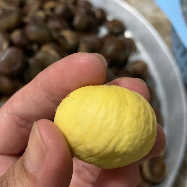 1kg hạt dẻ nếp tươi sapa ( hạt to)