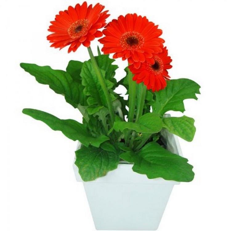 Gói 15 Hạt giống Đồng tiền mix (tặng gói kích nẩy mầm và hướng dẫn)