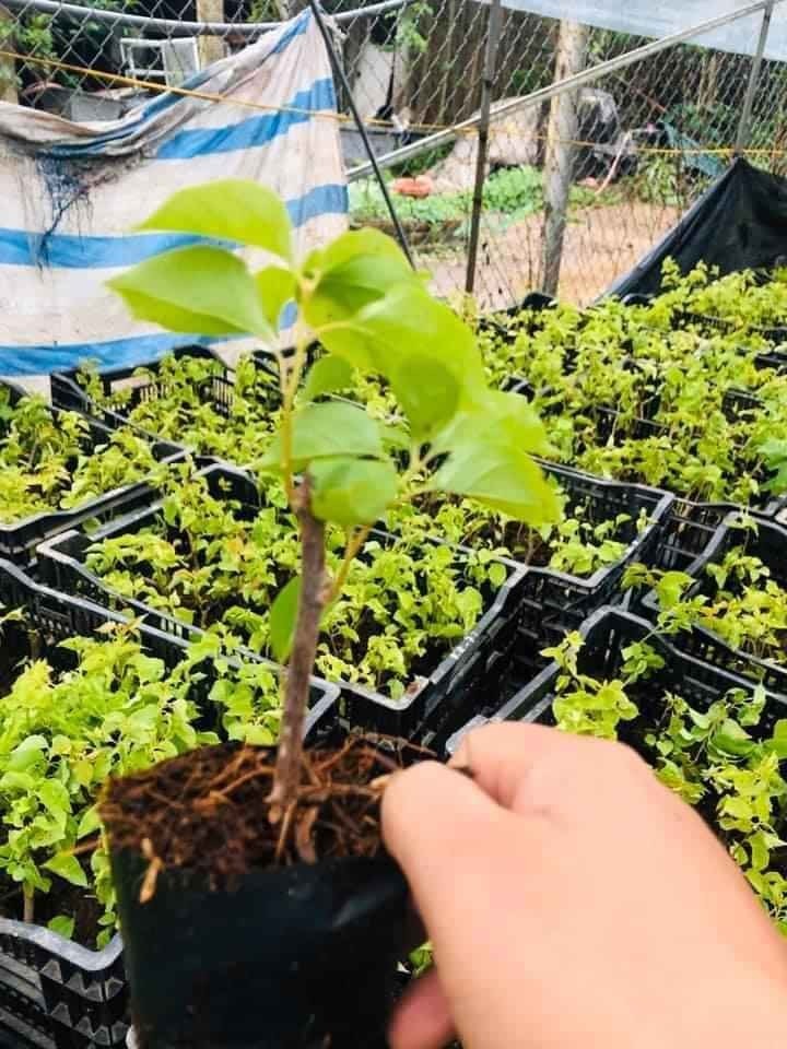 CÂY GIỐNG HOA GIẤY NGŨ SẮC