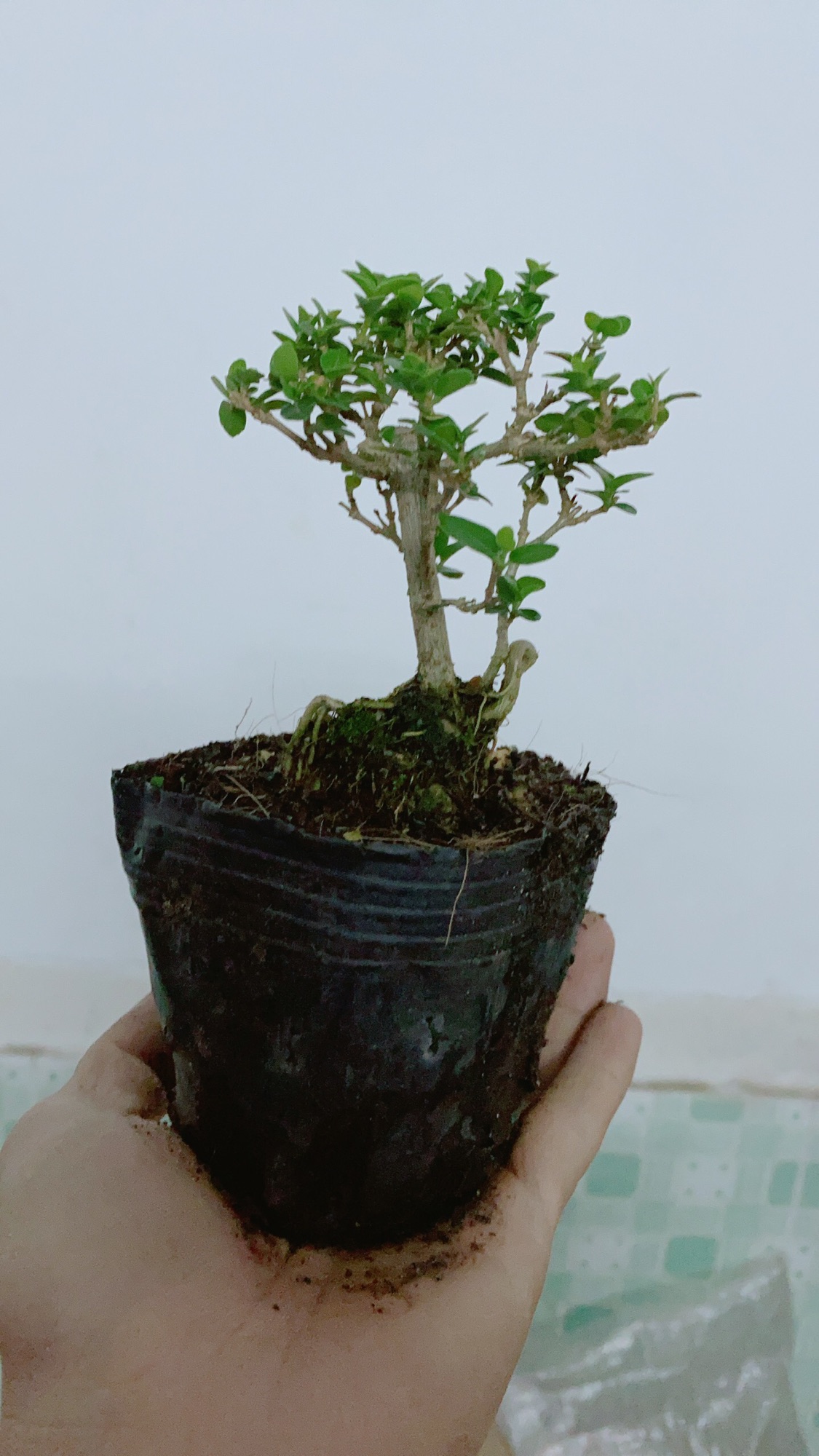 [HCM]Cây Sam Hương Bonsai Mini