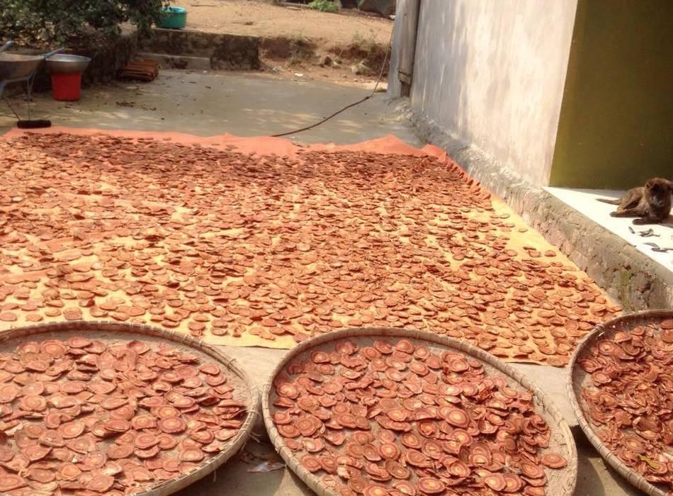 [HCM]1kg Cây cỏ máu - 100% CỎ MÁU