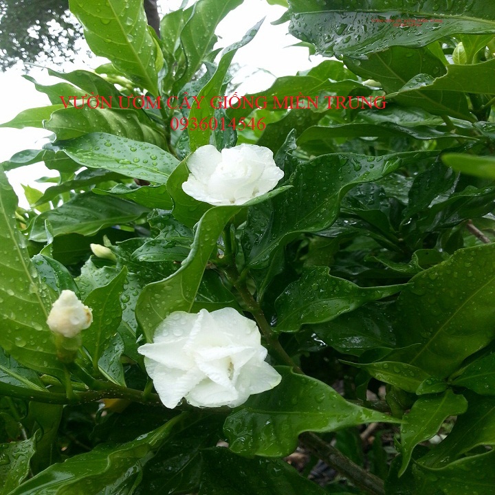 Cây Hoa Lài Tây