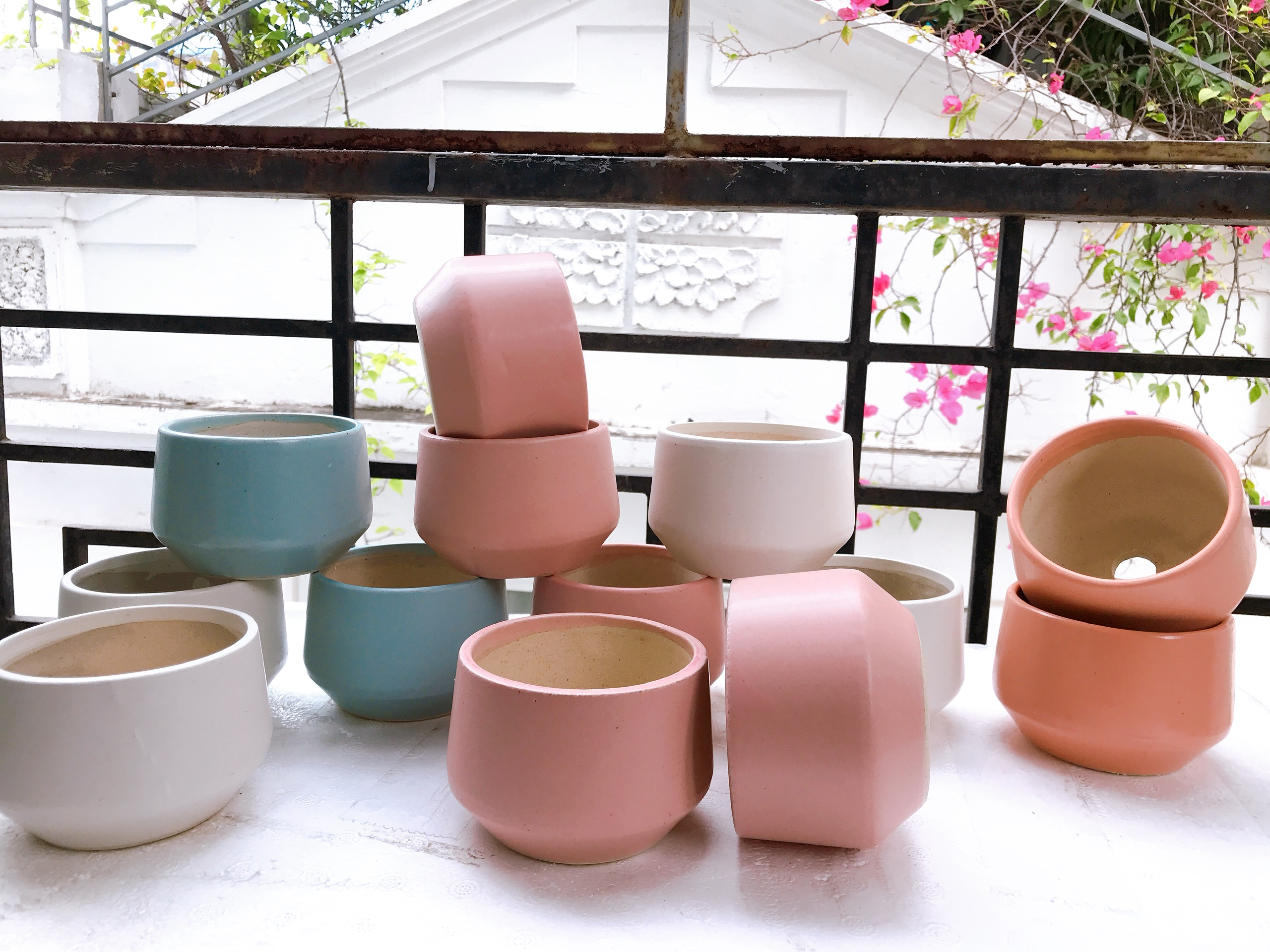 Cây sen đá mông , sen đá Lithops , sen thạch lan 1 năm tuổi