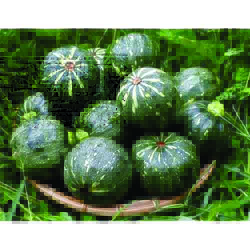 Hạt giống Bí Ngòi (Bí Ngồi) tròn xanh (Gói 10 hạt)