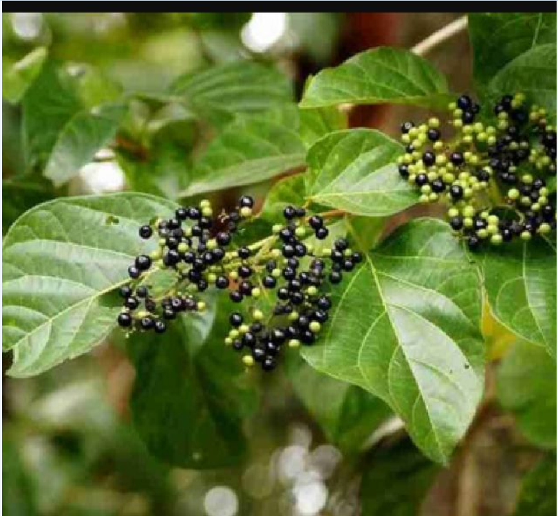 Hạt giống cây lá cách - Gói 20 hạt