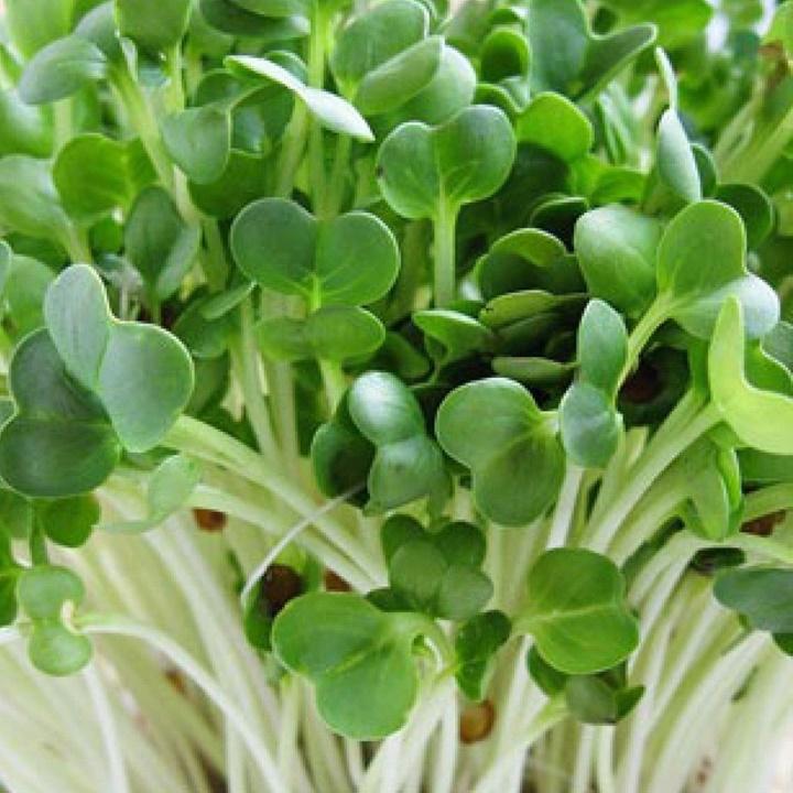 Hạt giống rau mầm cải trắng hạt lớn gói ký