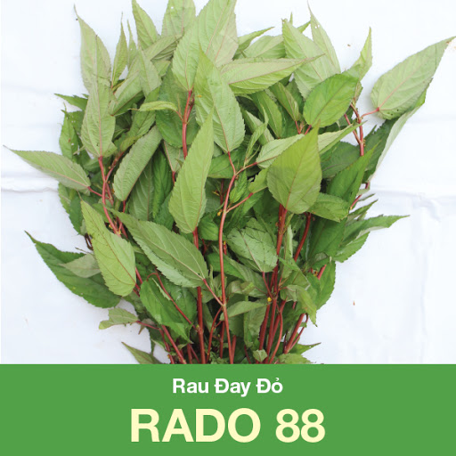 Hạt Giống Rau Đay Xanh, Đỏ - 20Gram