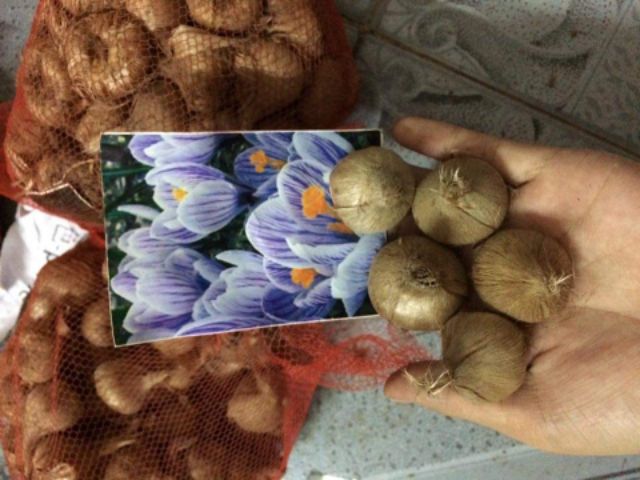 1 củ hoa nghệ tây lấy nhụy