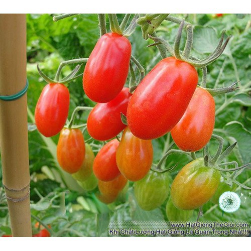 Hạt giống Cà chua bi Phú Nông