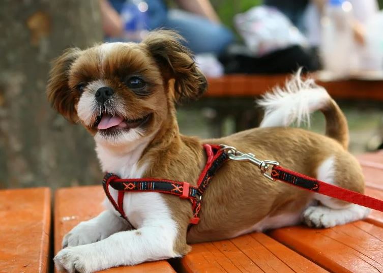 Dây Dắt YẾM DoggyMan Cho Chó Mèo Nhỏ