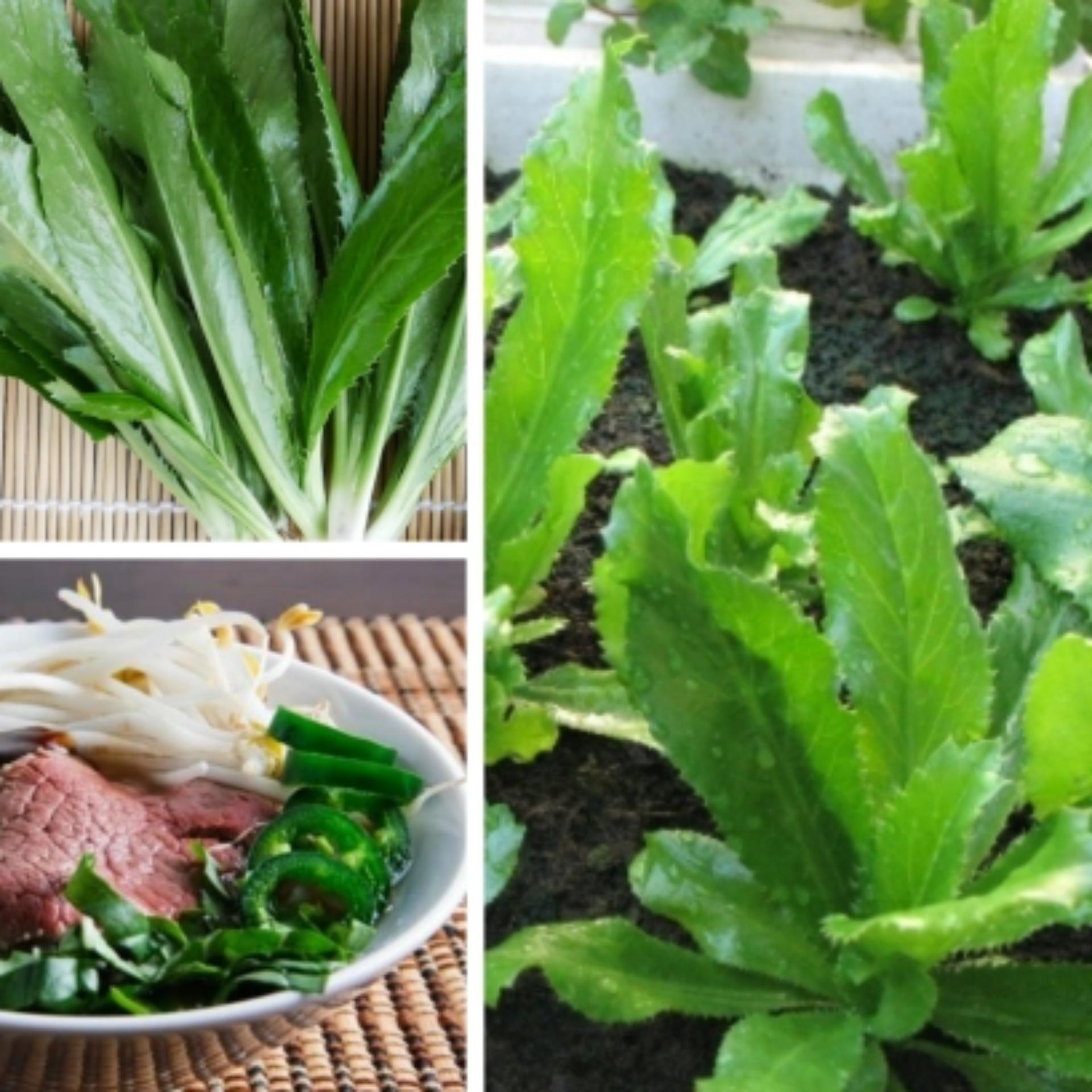 2g Hạt giống Ngò gai