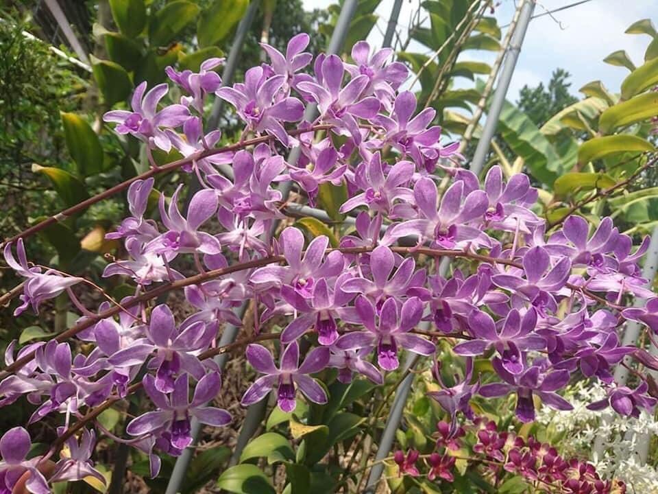 Hoa lan denro tím huế