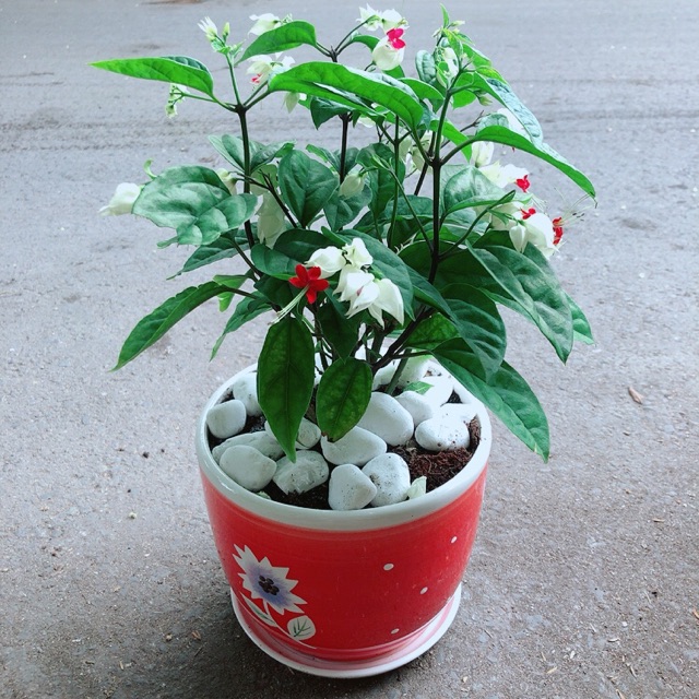 Chậu Cây Hoa Ngọc Nữ