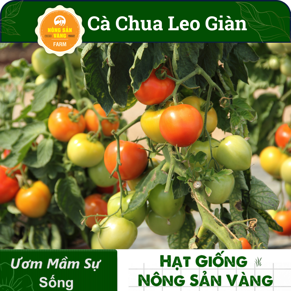 Hạt giống Cà Chua Leo Giàn, Năng Suất Cao( Gói 20 Hạt ) - Nông Sản Vàng