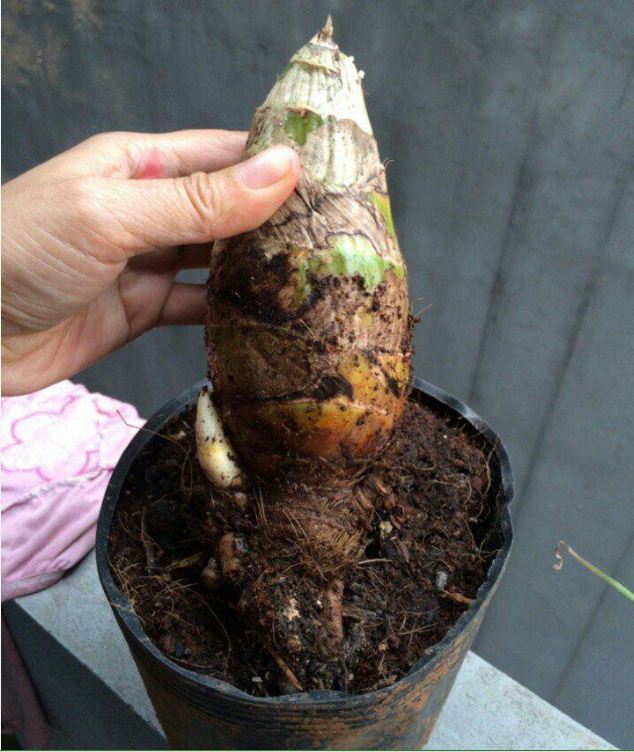 Củ giống hoa địa lan santo hoa tím - 1 củ