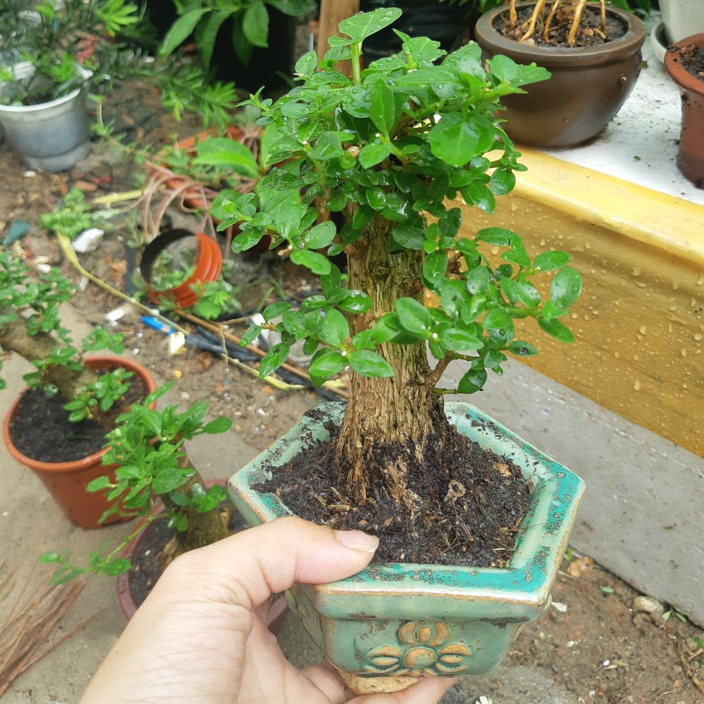 sam hương gốc già TẶNG CHẬU