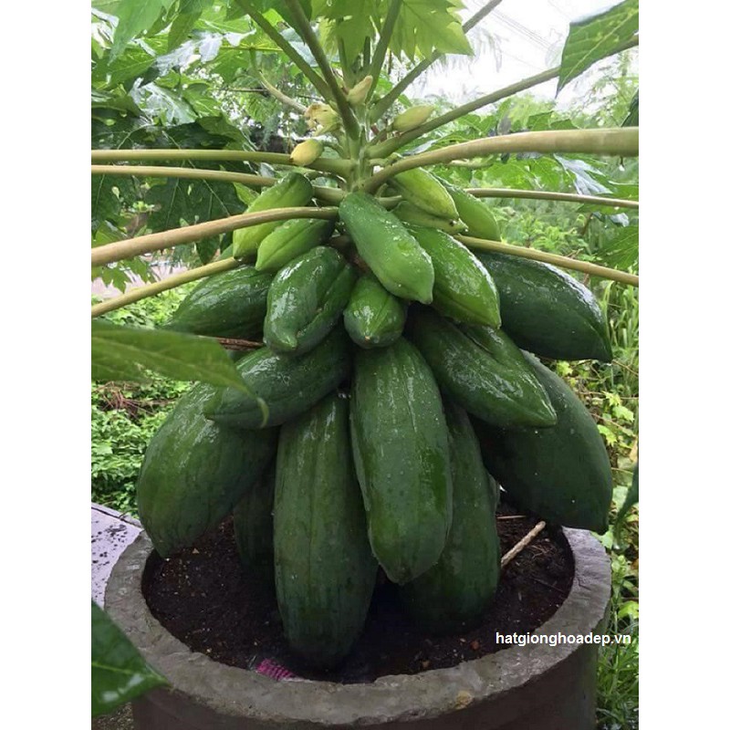 MJ293 Hạt giống Đu Đủ Lùn 5 Hạt