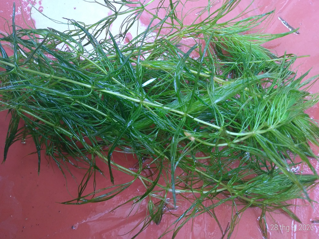 Rong đuôi chồn - Cây thủy sinh (1 bó 10 đến 15 nhánh)
