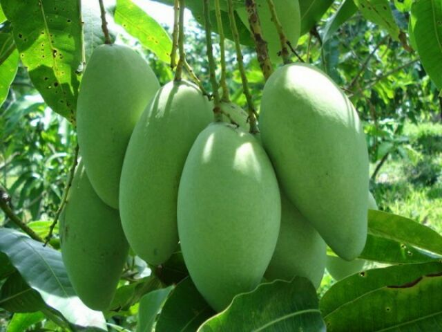 Cây xoài cát hòa lộc