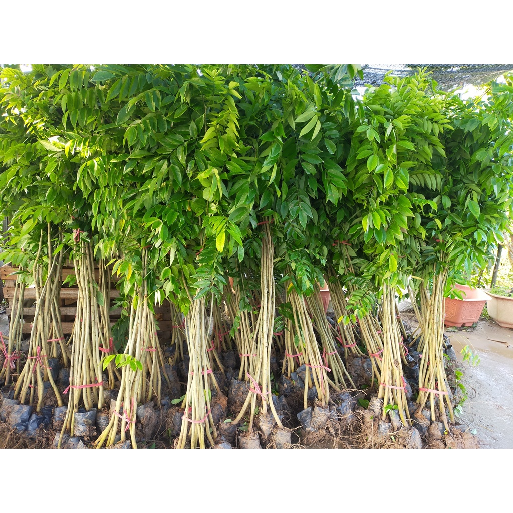 cây sưa đỏ lấy gỗ - cây giống cao dưới 1m