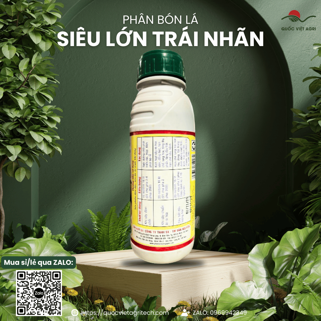 Phân bón lá NPK 5-5-5 SIÊU LỚN TRÁI NHÃN (chai 500ml) - To chùm, cơm dày, chống rụng và nứt trái nhãn