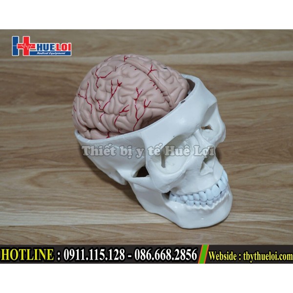 Mô hình hộp sọ người - kèm não bộ tỉ lệ 1:1
