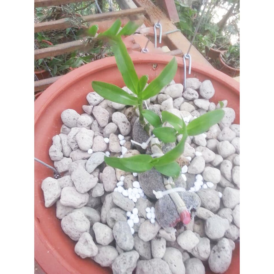Đá nhẹ Pumice Indonesia 0.5 kg, cam kết sản phẩm đúng mô tả, chất lượng đảm bảo, an toàn cho người sử dụng