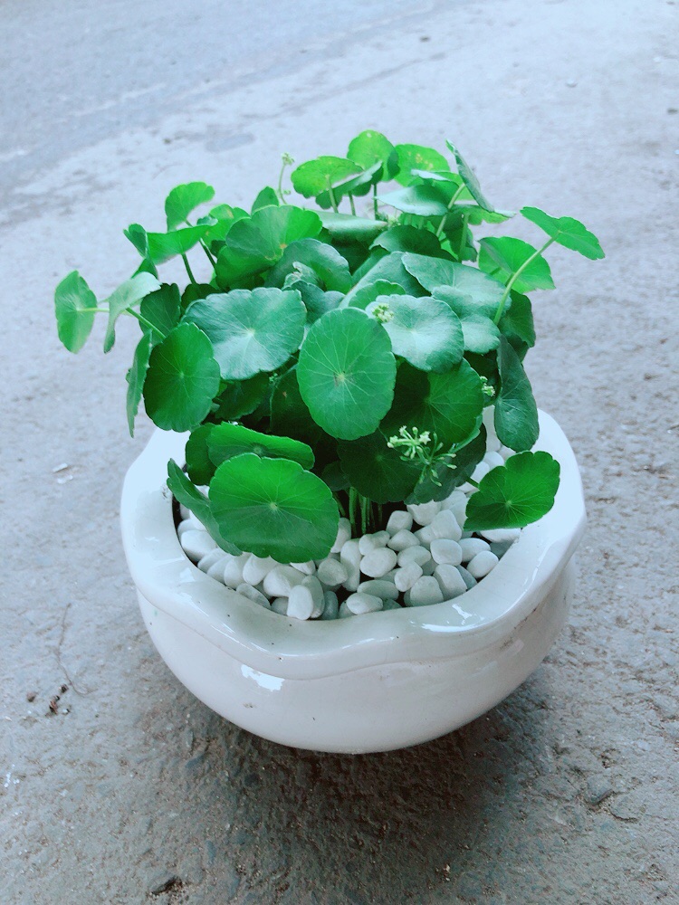 [HCM]Chậu Cỏ Đồng Tiền