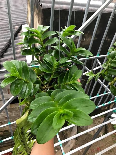 hoa phong lan ( kie phi điệp lá mít Văn Sơn )