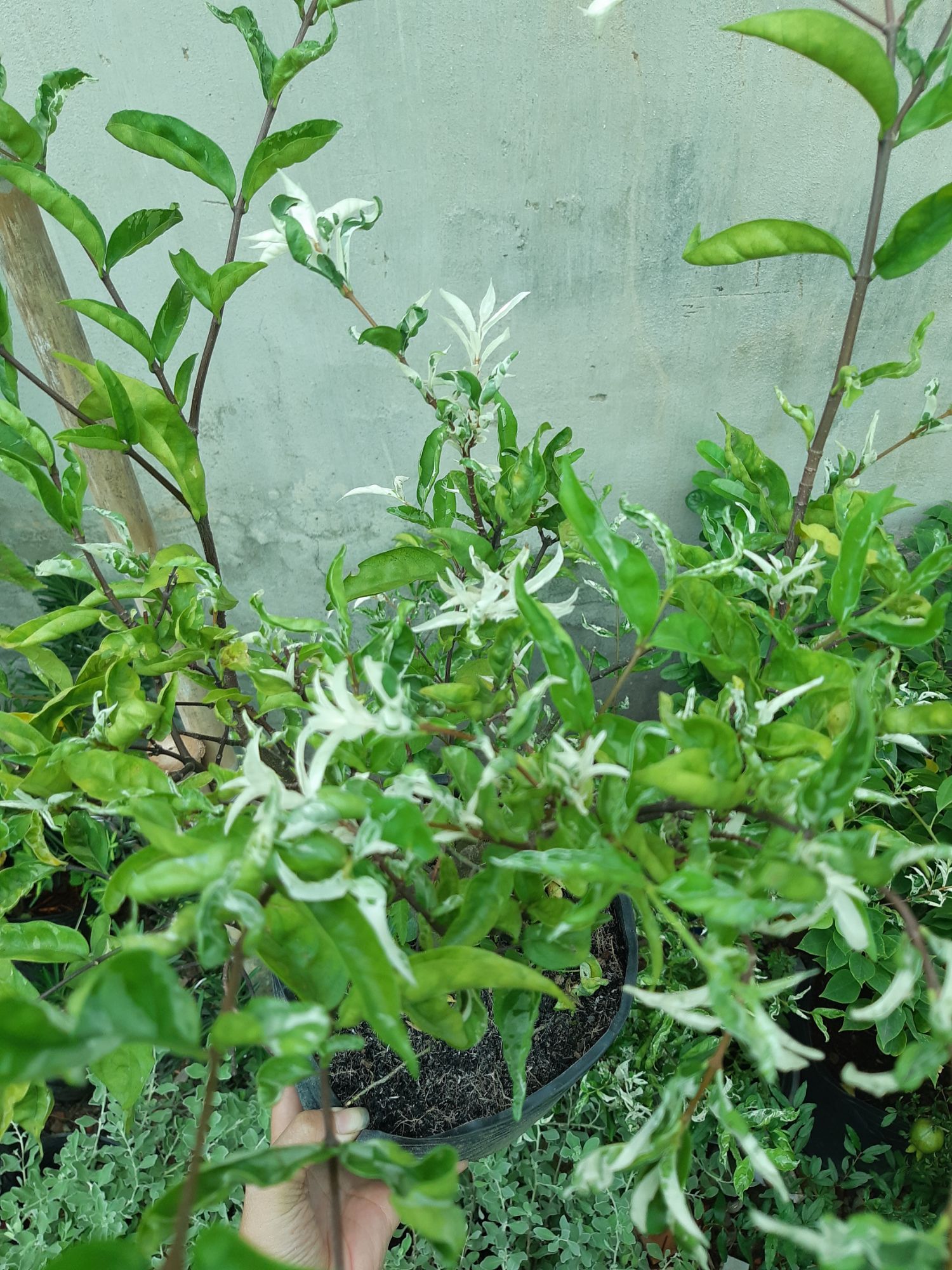 mai chiếu thủy đột biến(cẩm thạch)