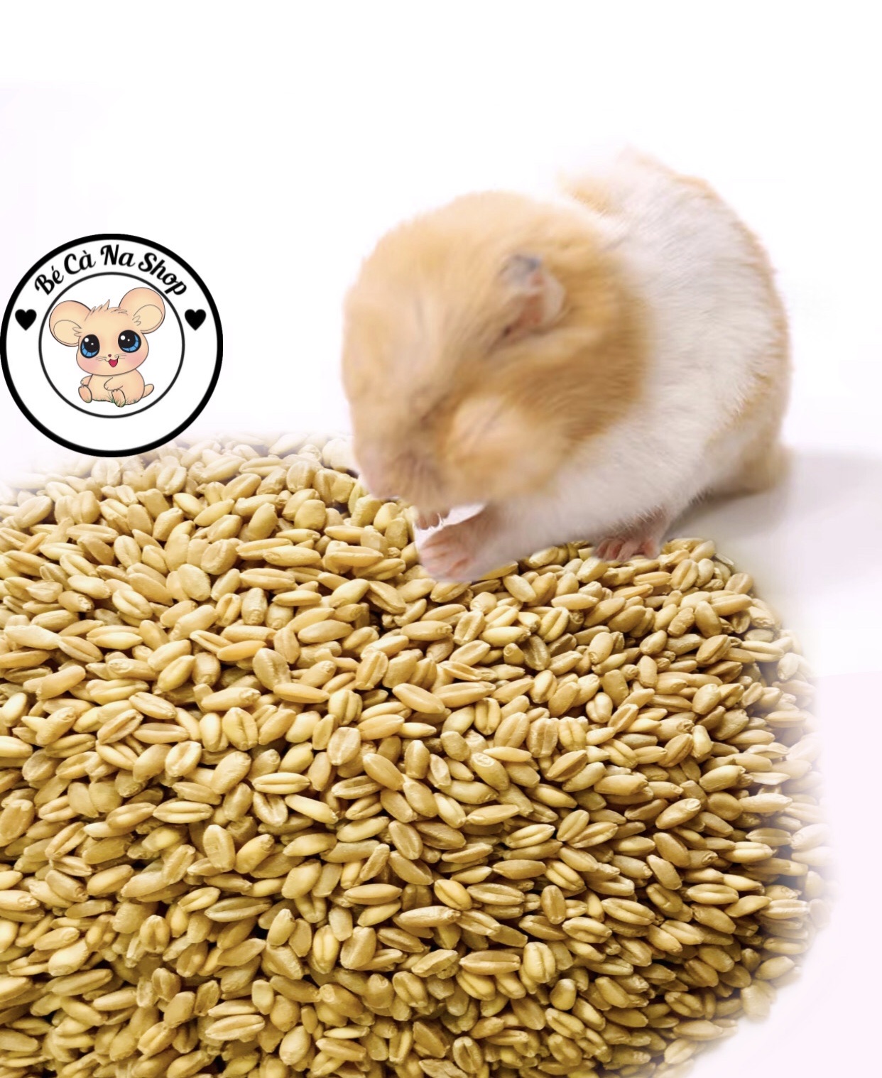 hạt lúa mì cho hamster